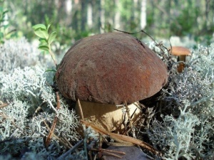 Досуг в лесу (грибы-ягоды)